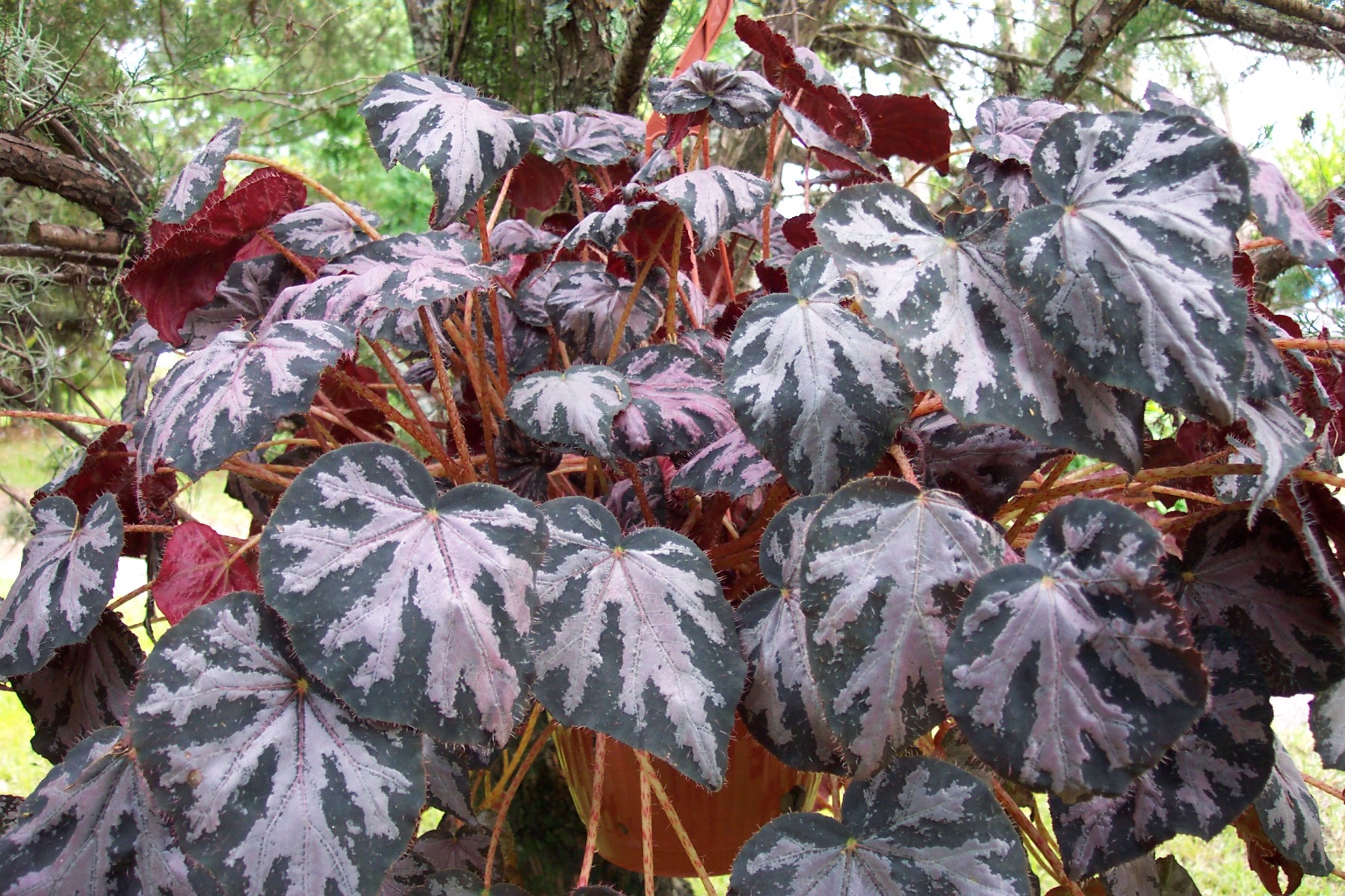 B. ‘Raspberry Moon’